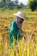 Thailand: Tai Dam farmer harvesting rice, Ban Khok (Ban Panahk) Tai Dam Cultural Village, Loei Province